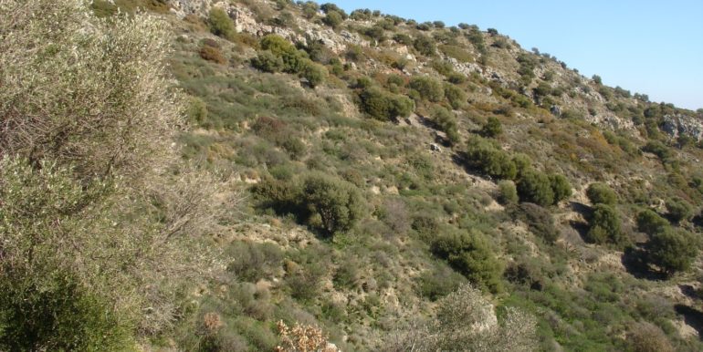 ΤΑΧΛΙΑΜΠΟΥΡΗΣ ΜΕΡΟΒΙΓΛΙ (P333 )06