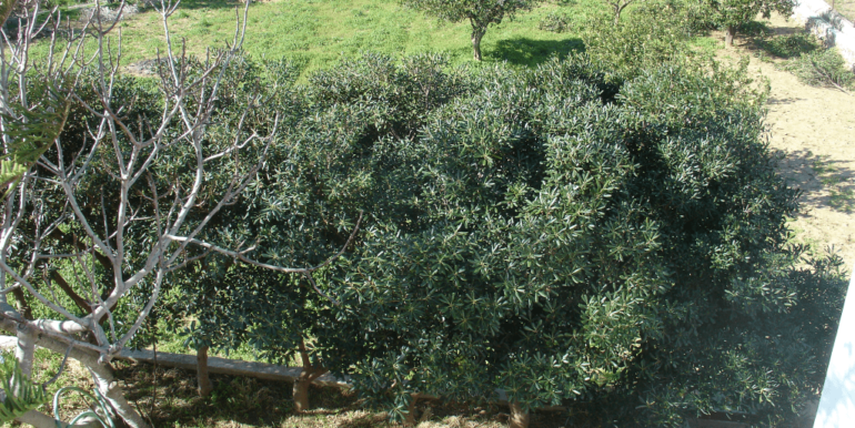 ΒΑΡΝΑΣ ΣΤΑΥΡΟΣ 03 (H219)-min