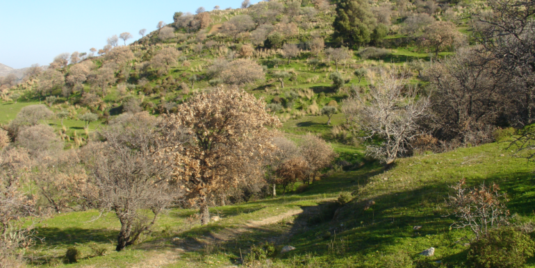 ΠΕΤΡΑΣ ΓΕΩΡΓΙΟΣ ΟΙΚΟΠΕΔΟ 01(P337)