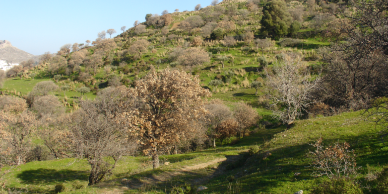 ΠΕΤΡΑΣ ΓΕΩΡΓΙΟΣ ΟΙΚΟΠΕΔΟ 02(P337)