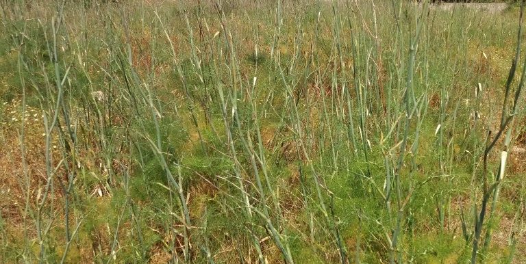 20170616_104327 (Medium)