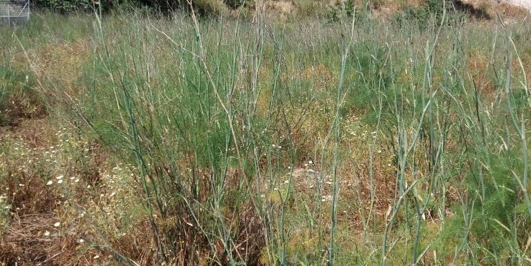 20170616_104330 (Medium)