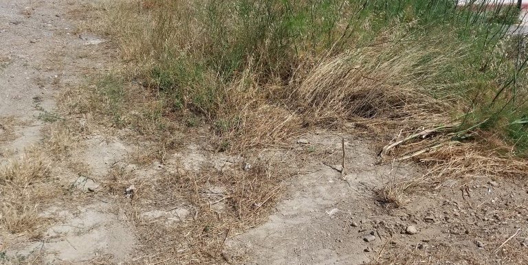 20170616_105105 (Medium)