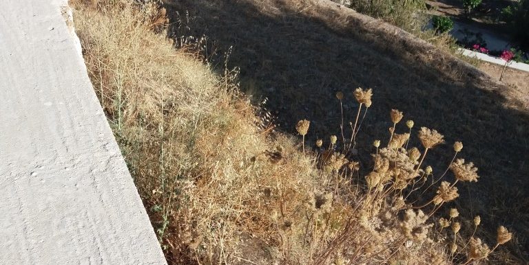 20170712_183103 (Medium)