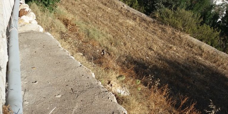 20170712_183113 (Medium)