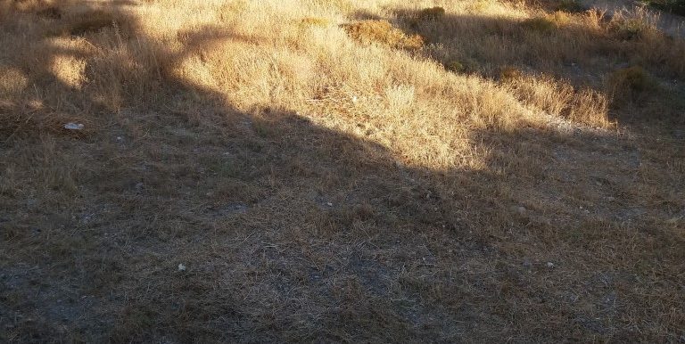 20170712_190926 (Medium)