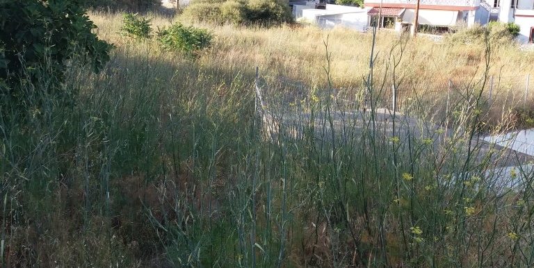 20170712_191345 (Medium)