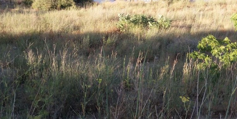 20170712_191428 (Medium)