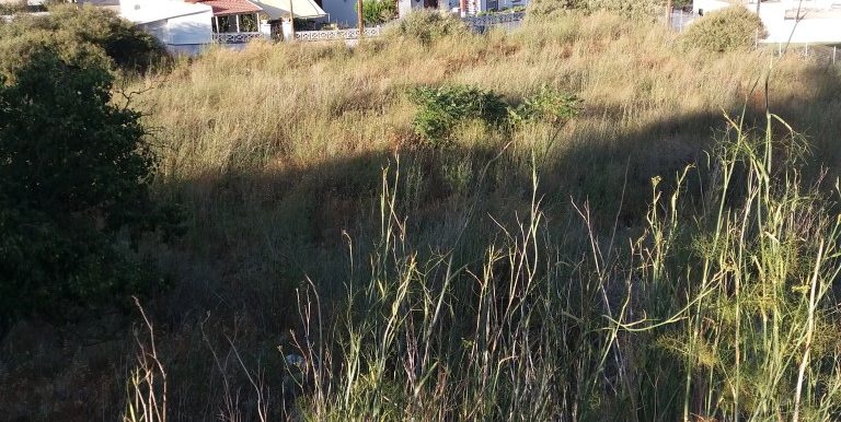 20170712_191444 (Medium)