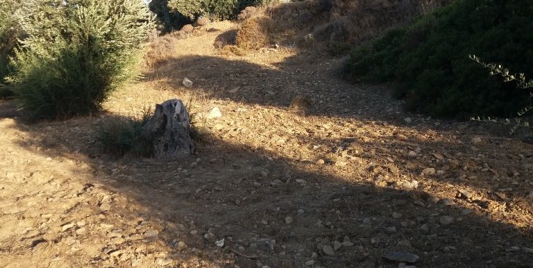 20170712_192842 (Medium)