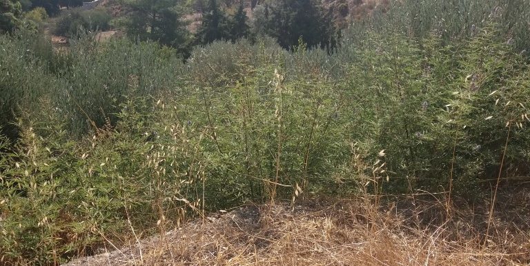 20170810_102831 (Medium)