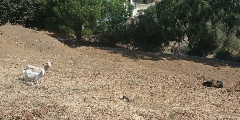 20170810_104436 (Medium)