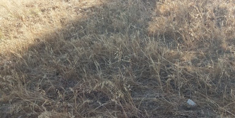 20180609_174548 (Custom)