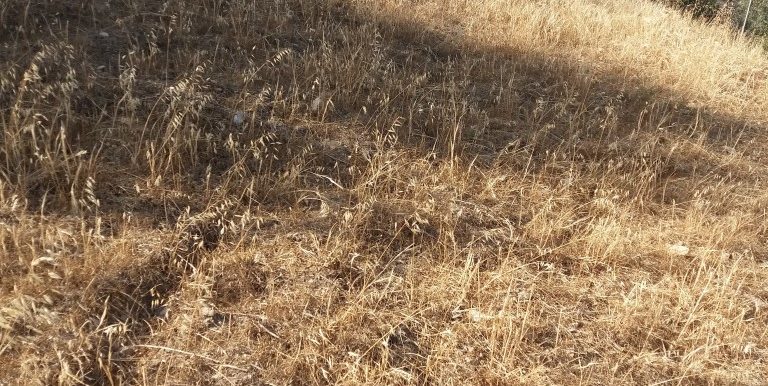 20180609_174605 (Custom)